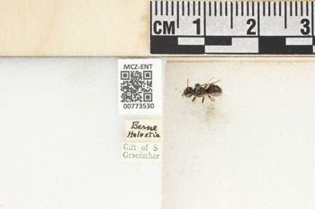 Media type: image;   Entomology 773530 Aspect: Labels
